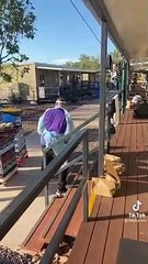 Feeding the Animals in their nice homes