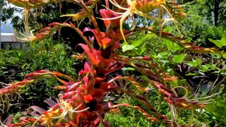 Botanical garden - Nature background - Full HD 1080p