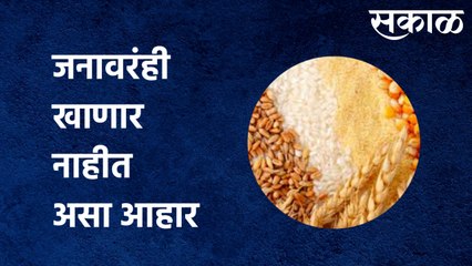 NAGPUR: जनावरंही खाणार नाहीत असा आहार मुलांना आणि गर्भवतींना |Sakal Media|