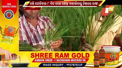 Balasore Farmers Under Stress, Seek Govt Help