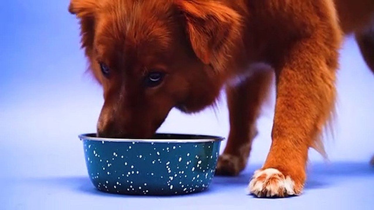 Baby Dogs - Cute and Funny Dog Videos Compilation
