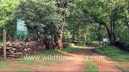 Jhinna Eco tourism camp, Madhya Pradesh