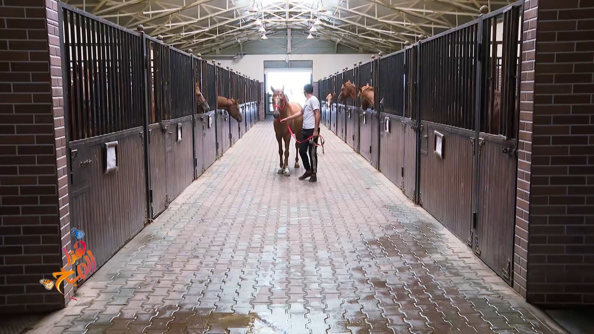 خيول قره باغ أجود فصائل الخيول في أذربيجان - فيديو Dailymotion