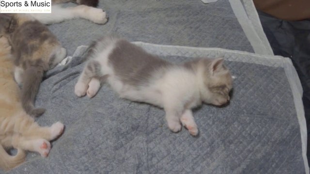 Baby Cats - Cute and Funny Cat Videos Compilation #babycat#funnycats#animals_sports_music