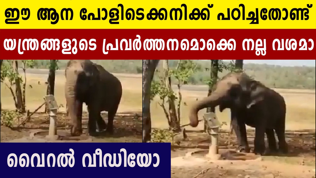 Elephant Operates Hand Pump on Own to Drink Wat...