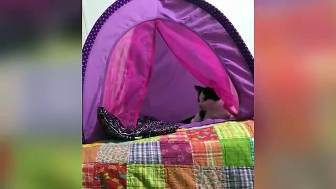 Funny Cats Will Make You Laugh For Hours!!! NEW 2019! (Funny Cat Compilation, Clean, No Swearing)