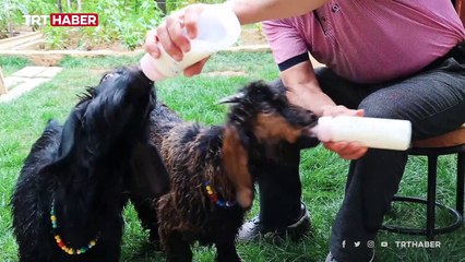 Yavru keçiler sayesinde sağlığına kavuştu