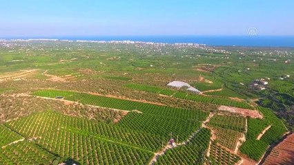 Erkenci limonun hasadı başladı