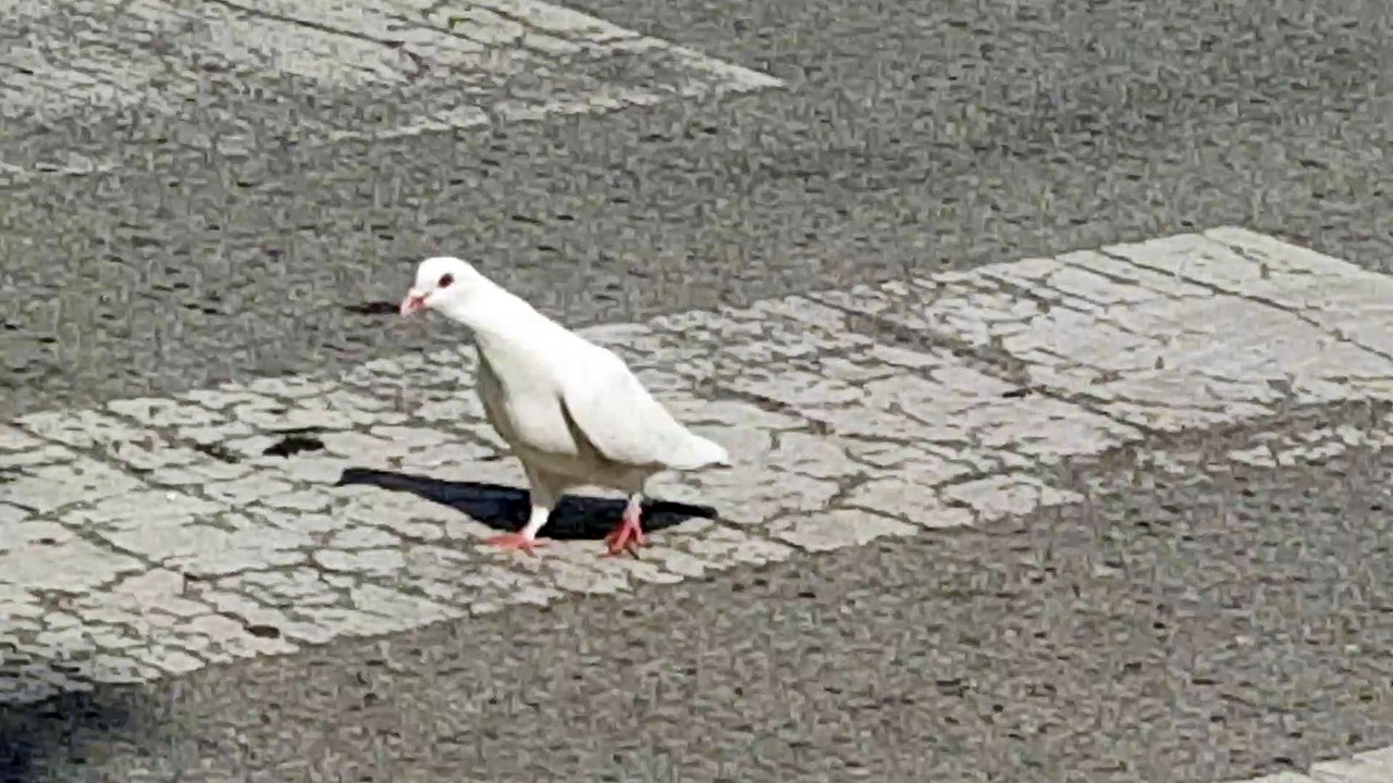 白い鳩