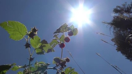 Yüksek rakımda yetişen şifa kaynağı "dağ çileği" toplanmaya başlandı