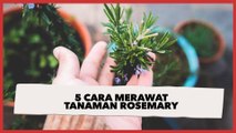 5 Cara Merawat Tanaman Rosemary agar Tidak Mudah Busuk atau Mati