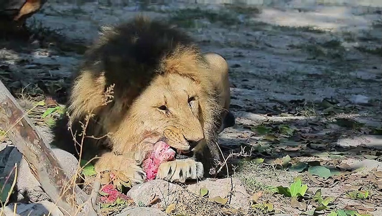 NO BILL NO GST TAX  FOR  LION TAKING ITS FOOD