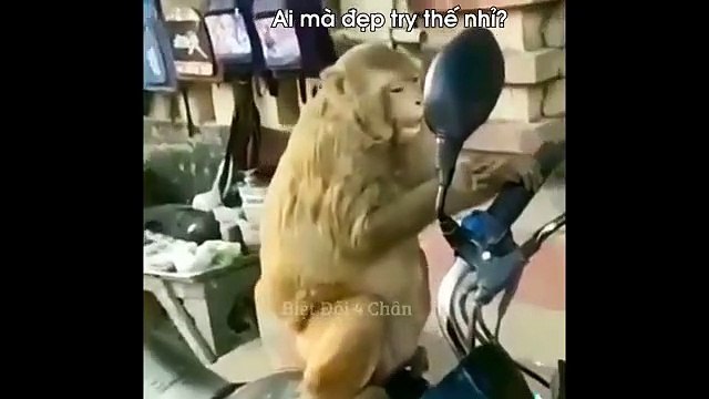 Animals also can make us laugh by their diffreen actions very funny video Đóng Tiền Mạng Chỉ Để Xem Bọn Động Vật Diễn Hề - Biệt Đội 4 Chân
