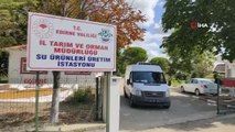 Edirne'de 800 bin pullu sazan balığı yavrusu göletlere bırakıldı