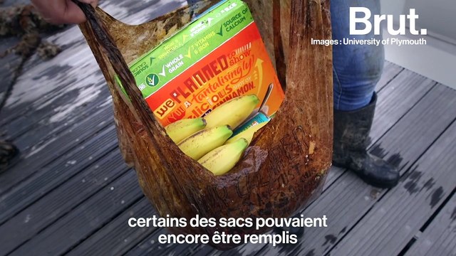 Les sacs biodégradables ne le seraient pas vraiment