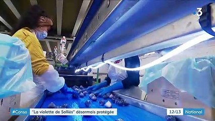 Consommation : la figue "violette de Solliès" désormais protégée