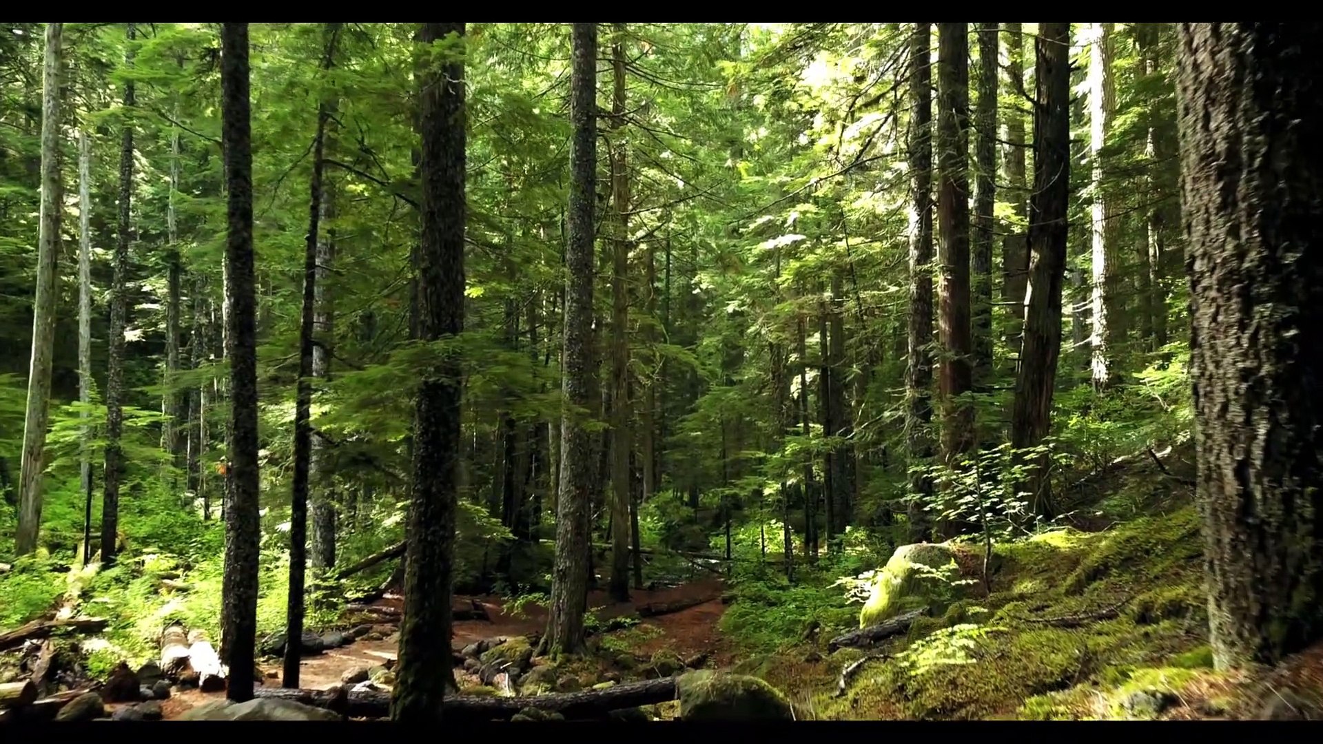 Amazing Nature scenery with relaxing music, Sleeping Music, Stress Relief Music, Soothing Music!!