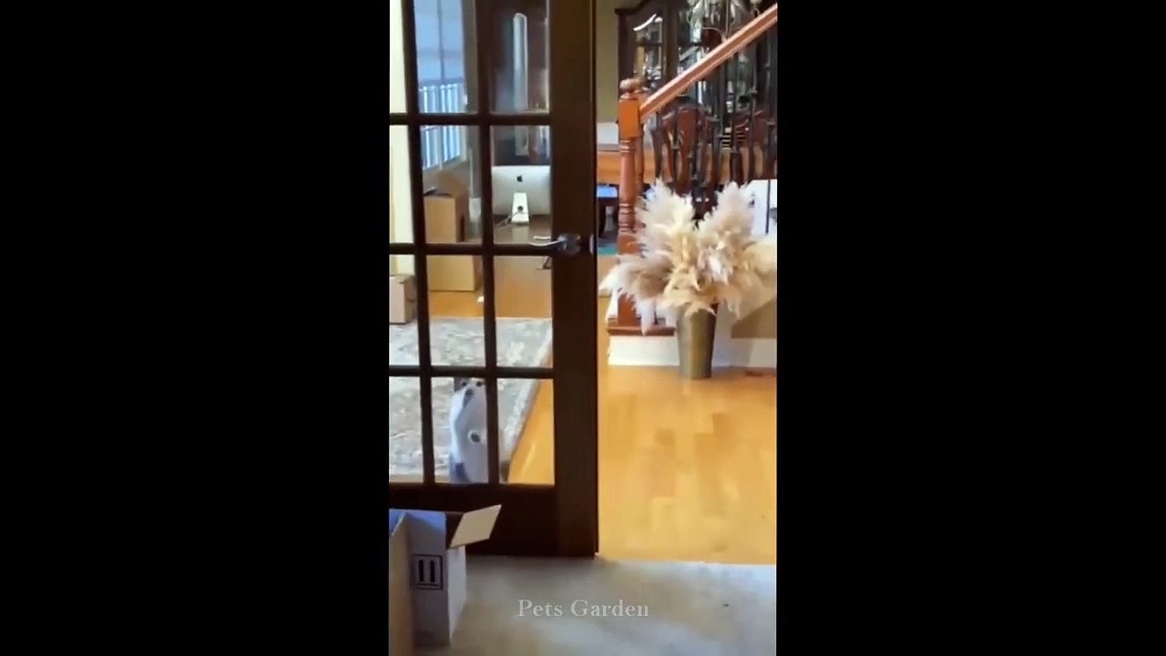 OMG So Cute Cats ♥ Best Funny Cat Videos 2021