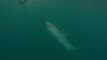 Un grand requin blanc approche dangereusement d'un plongeur
