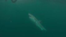 Un grand requin blanc approche dangereusement d'un plongeur