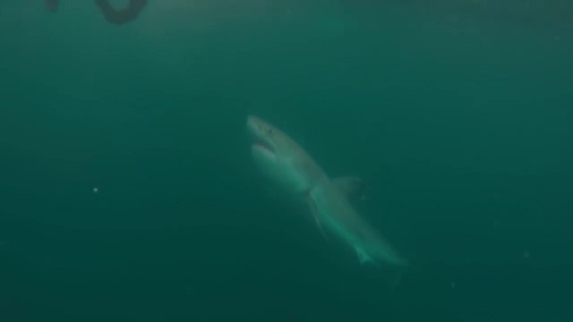 Un grand requin blanc approche dangereusement d'un plongeur
