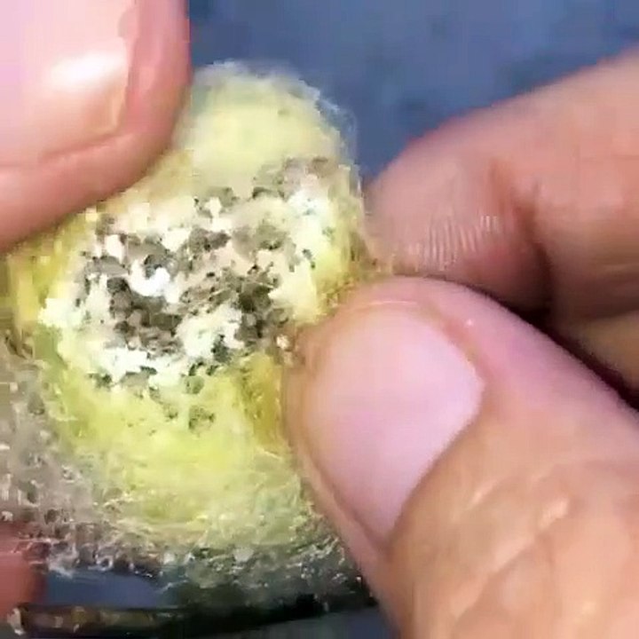 Regardez ce qui se cache dans ce sac terrifiant...Millier d'araignées