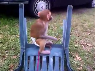 Jungle Josh Muscle Monkey Man