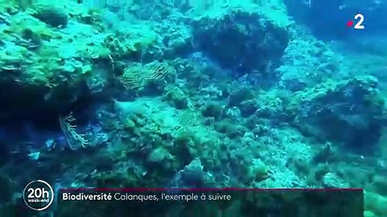 Biodiversité : les Calanques, un exemple à suivre près de Marseille