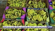 مزارعو الموز يشكون إغراق السوق بالمستورد والتجار يؤكدون ضعف الإنتاج