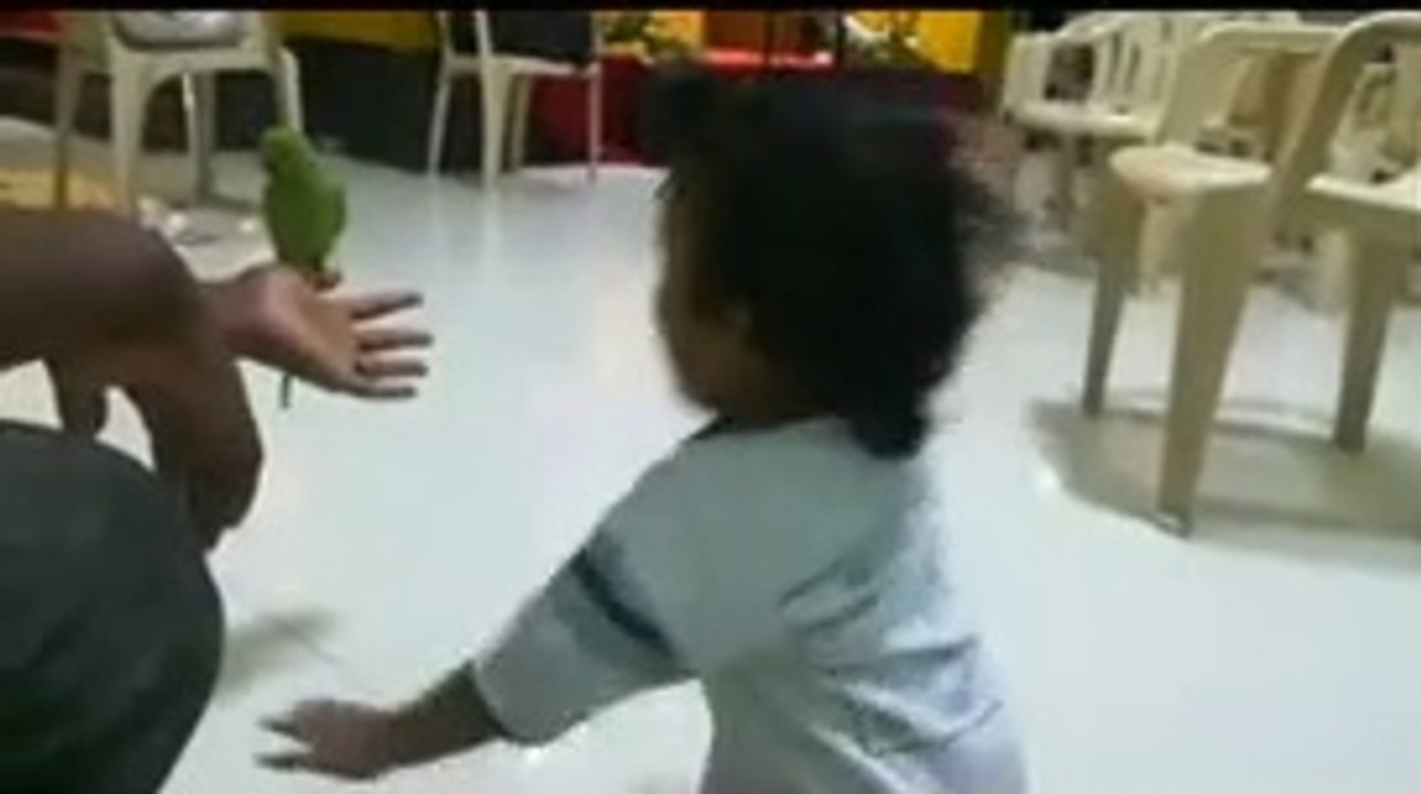The boy is seeing the parrot for the first time