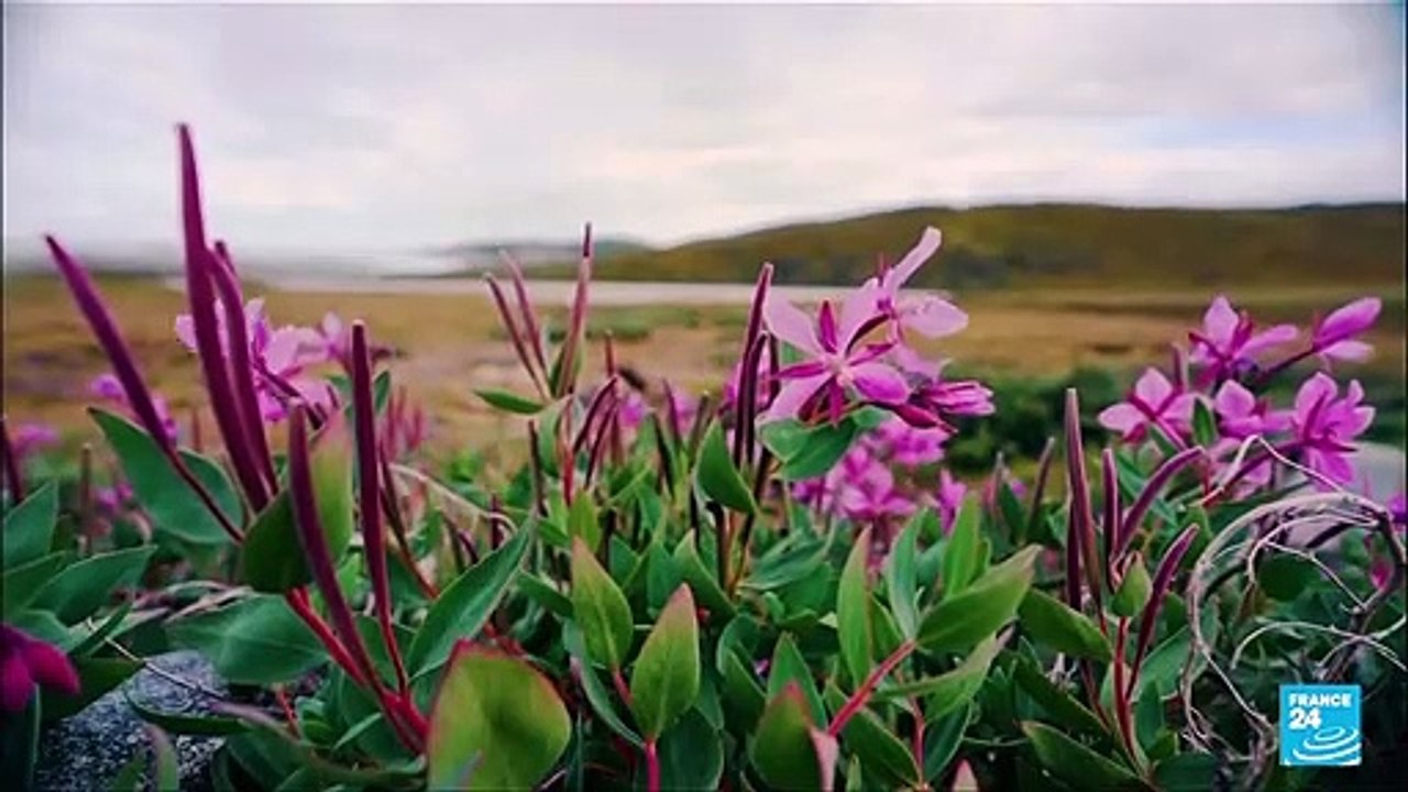"Lista Roja" de la naturaleza: tiburones y dragones de Komodo, amenazados o en peligro de extinción