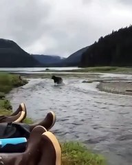 Humans stay calm while a wild bear runs past them 