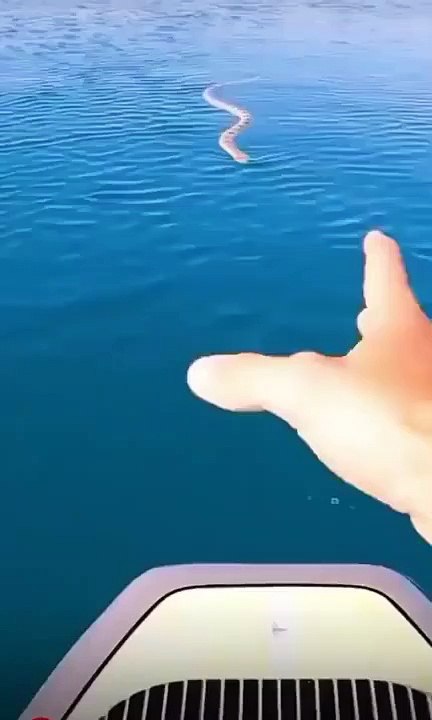 Sea snake swims up to person to say hey