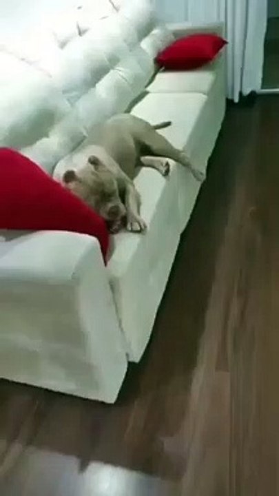 Tell me how my dog is feeling?