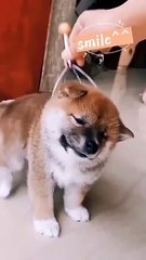 My puppy is feeling more comfortable by massaging