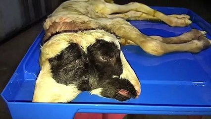 ฮือฮา พบลูกแกะ ประหลาด มี สองหัว (คลิป)