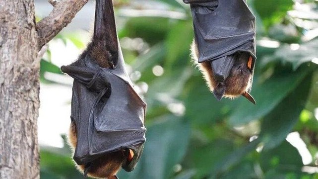 Kerala: 12-year-old boy dies of Nipah virus in Kozhikode