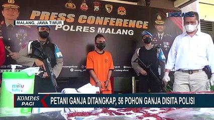 56 Pohon Ganja di Lereng Gunung Semeru Disita, Petaninya Ditangkap