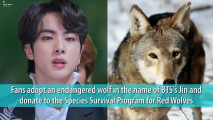 Fans adopt an endangered wolf in the name of BTS's Jin and donate to the Species Survival Program for Red Wolves