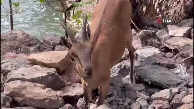 Koruma altındaki yaban keçileri Munzur ve Pülümür Vadisi'nde görüntülendi