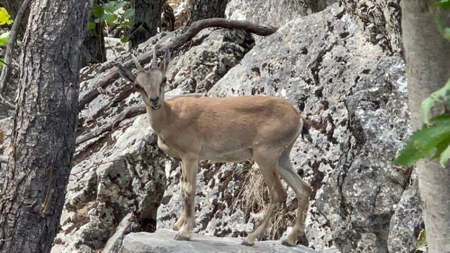 Koruma altındaki yaban keçileri görüntülendi