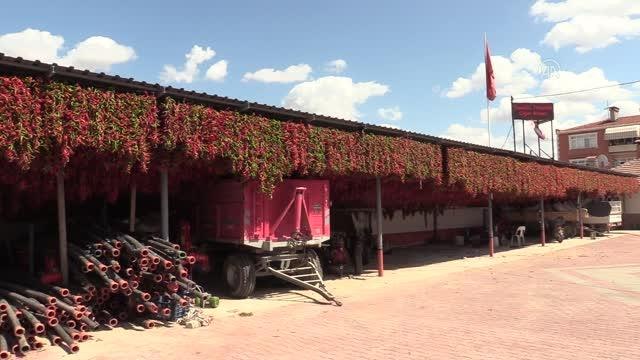 Tava ciğerinin garnitürü Karaağaç acı biberinin kurutma süreci başladı
