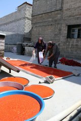 GAZİANTEPLİ KADINLARIN 'SALÇA' MESAİSİ