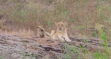 Lionesses and the cutes cubs seen close to Lower Sabie KNP