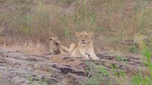 Lionesses and the cutes cubs seen close to Lower Sabie KNP