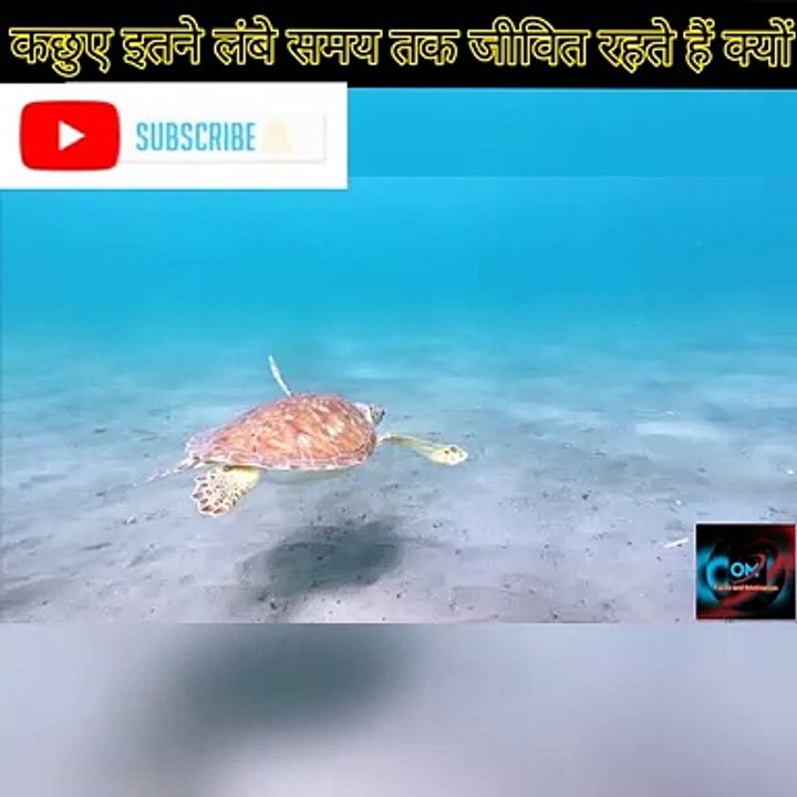 आखिर कछुए क्यों इतने लंबे समय तक रहते हैं जिंदा?