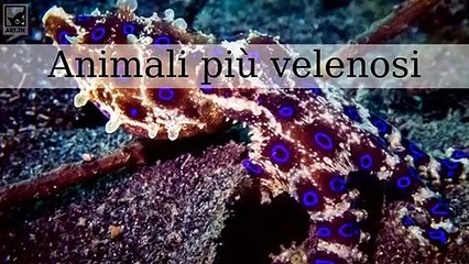 Gli animali più velenosi