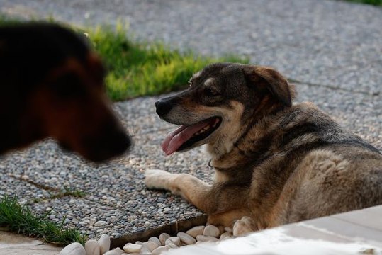 Manavgat'taki orman yangınında ölen çiftin köpekleri yeni sahiplerini bekliyor