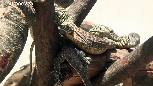 فيديو: القائمة الحمراء للاتحاد الدولي لحفظ الطبيعة تدق ناقوس الخطر