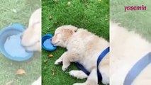 Uyurken bile su içmeye devam ediyor! Köpeğin
